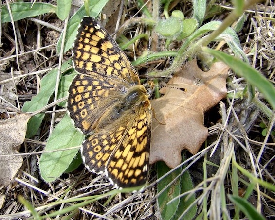 Glanville fritillary